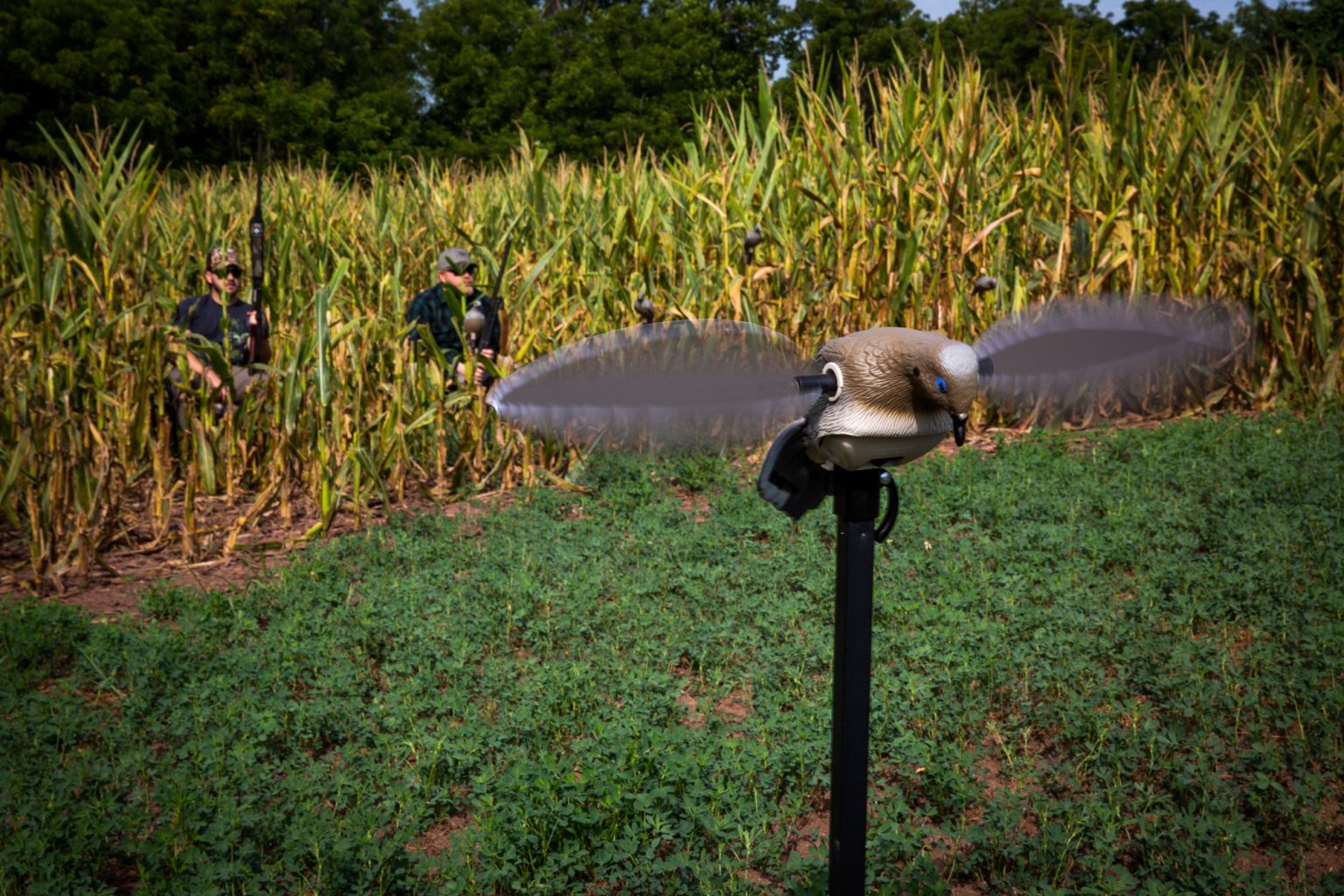 5 Dove Hunting Tips For Shooting More Doves BlackHeart